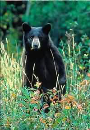Black Bear 2.png